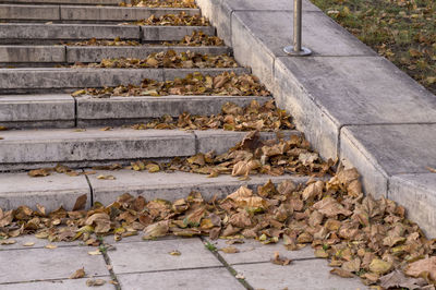 High angle view of steps by footpath