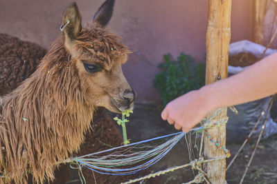 Young tourist takes selfies of alpacas and llamas on the farm. farming industry. feeding alpacas