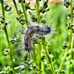 Close-up of dandelion