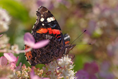 Close-up of butterfly pollinating on pink flower