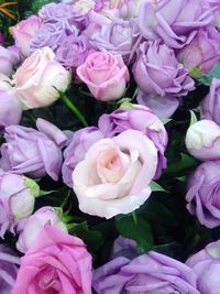 Close-up of pink roses