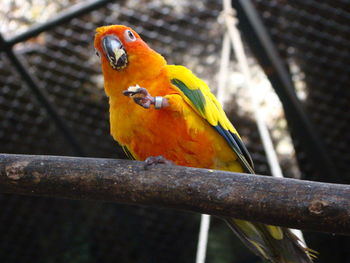 Close-up of parrot perching on branch