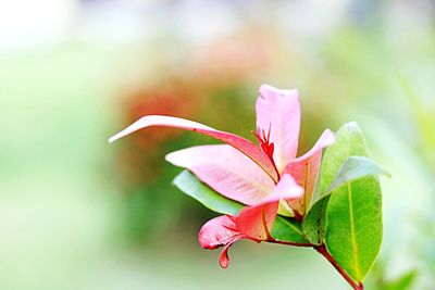 Close-up of flower blooming outdoors