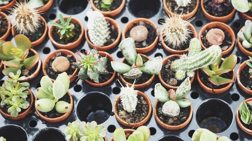 High angle view of succulent plants in plug tray