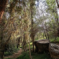 View of trees in forest