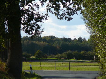 Trees growing on landscape