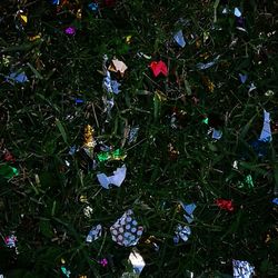 High angle view of flowering plants on field