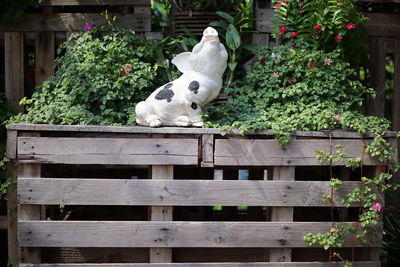 View of a dog against the wall