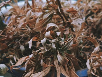 Close-up of dried plant on field