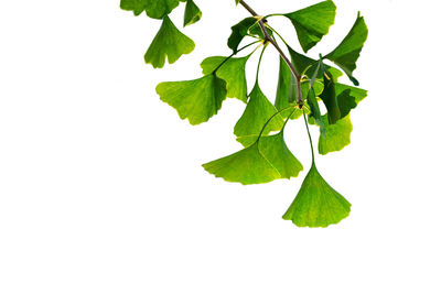 Close-up of leaves against white background