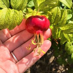 Close-up of hand holding strawberry