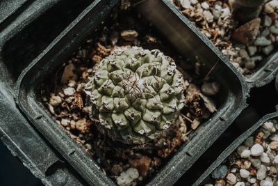 High angle view of potted cactus on field