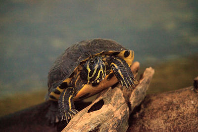 Close-up of turtle on rock