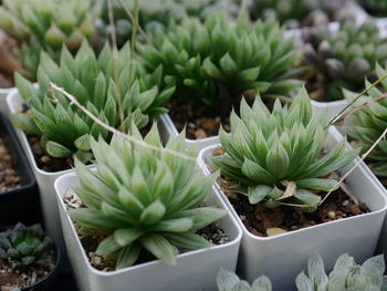 High angle view of succulent plants in potted plant