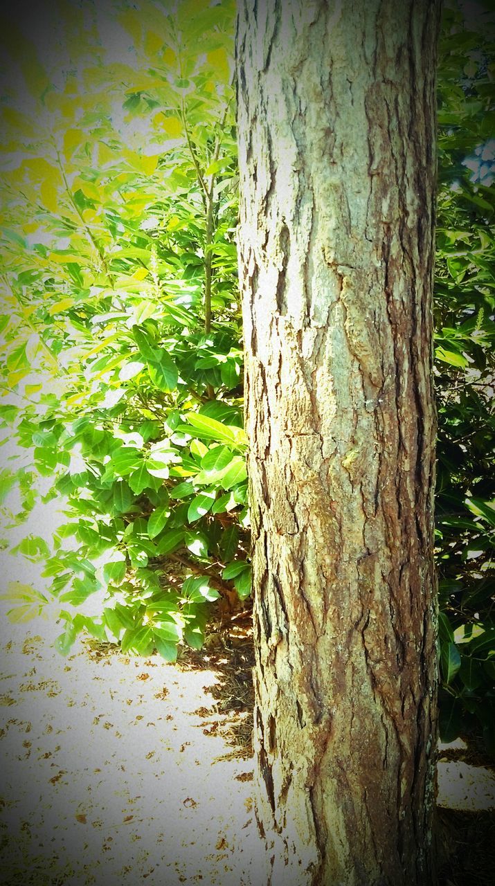 tree trunk, tree, growth, nature, textured, tranquility, forest, bark, day, no people, green color, sunlight, outdoors, wood - material, close-up, beauty in nature, branch, growing, rough, tranquil scene