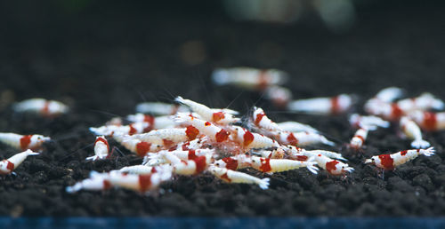 Close-up shrimp in aquarium
