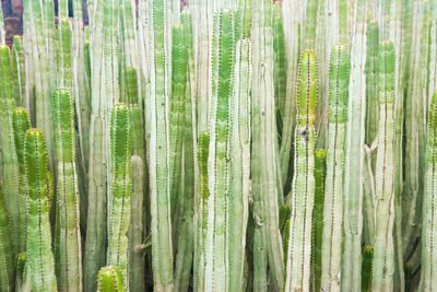Full frame shot of bamboo plants