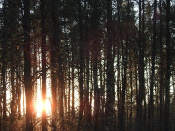 Trees in forest against sky