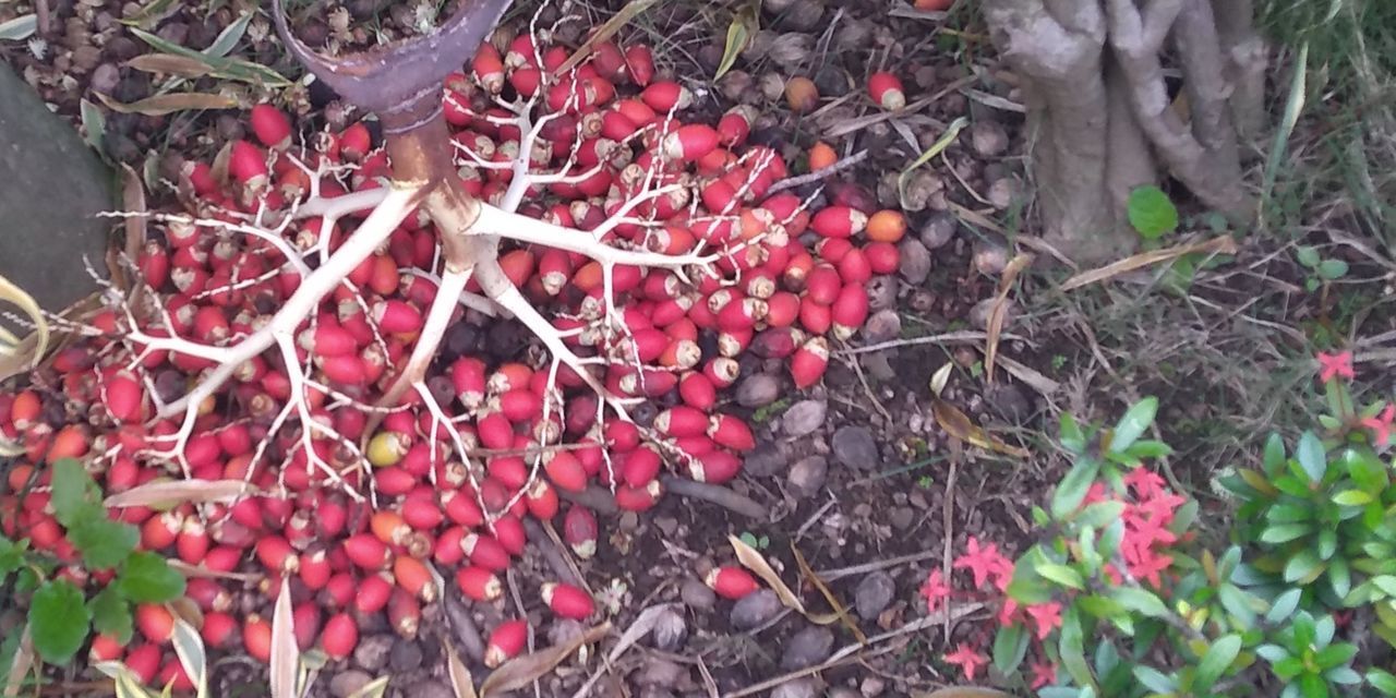 HIGH ANGLE VIEW OF BERRIES GROWING ON TREE