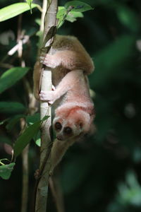 Close-up of slowloris on tree