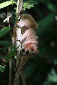 Close-up of lizard on tree