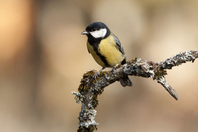 Close-up of bird perching on branch