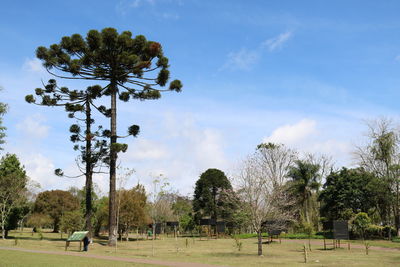 Trees on field against sky