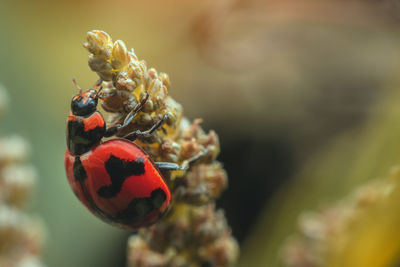 Close-up of ladybug on plant