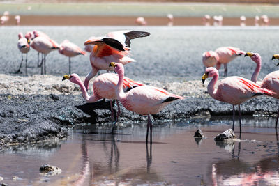 Flock of birds in lake