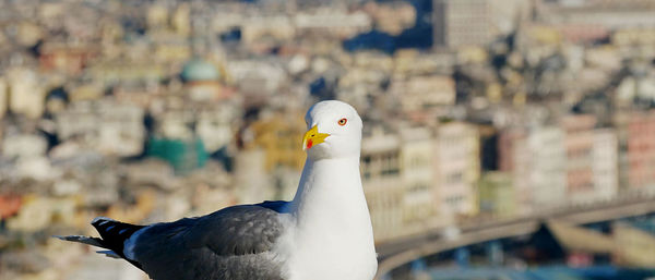 Close-up of seagull