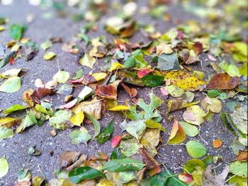 High angle view of maple leaves