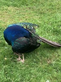 High angle view of a bird on field