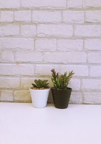 Potted plant against white wall