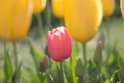 Close-up of yellow tulip