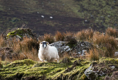 Sheep on field by water