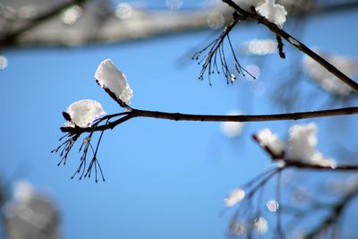 Low angle view of bird perching on branch