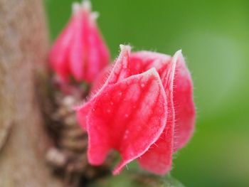 Close-up of red flower blooming outdoors