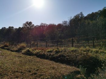 Trees growing on field against sky