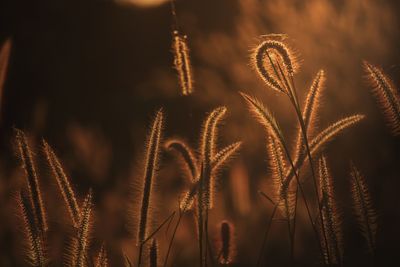 Close-up of stalks against sky at night