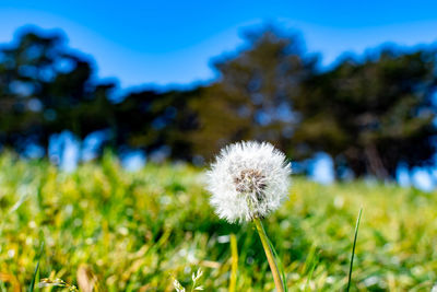 Close-up of white dandelion flower on field