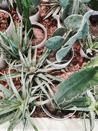 High angle view of potted plants