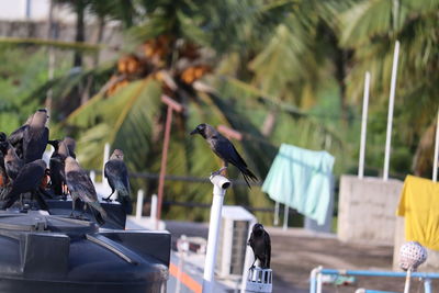 Group of black crows in the nature ,group of black crows in the nature .