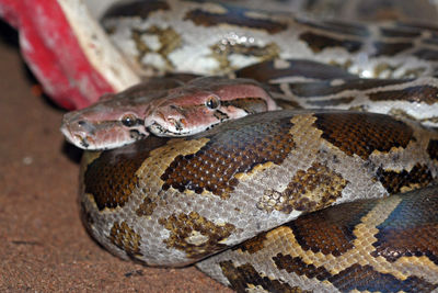 Close-up of snake