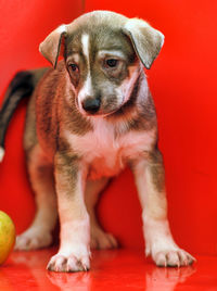 Portrait of puppy sitting on red blanket