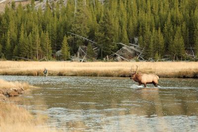 Sheep in water in forest