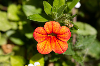 Close-up of orange flowering plant