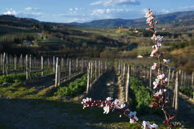 Scenic view of flowering plants on land