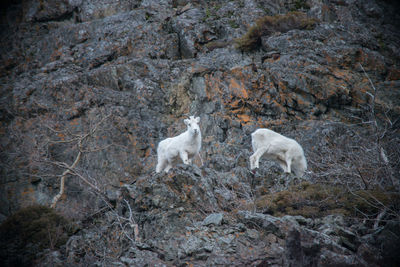 View of two dogs on ground