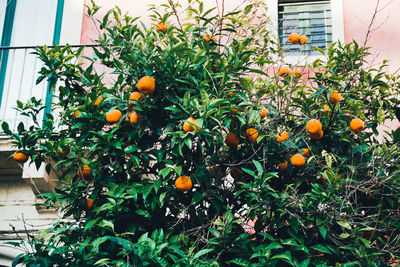 Low angle view of orange tree