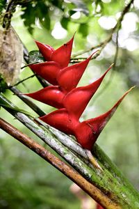 Close-up of red leaves